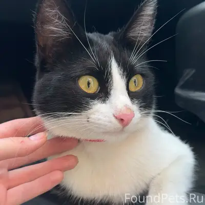 Найден кот, около зоопторга (за атоллом)