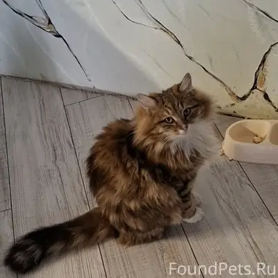 Пропал котик Кабачок, деревня Сидоровка