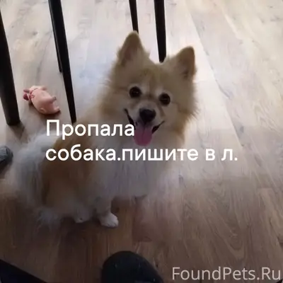 Пропала шпиц Муха, улица Кайсаровки (Колышлей)