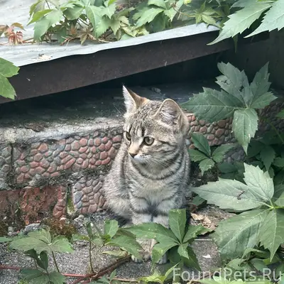 Найдена кошечка