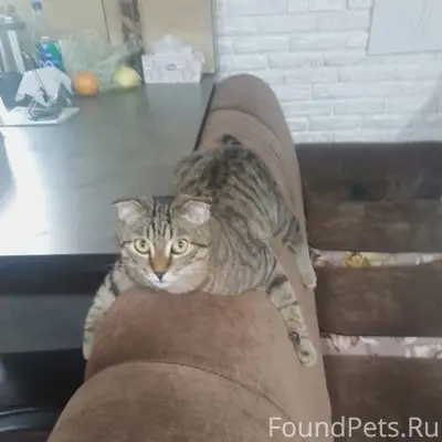 Пропал вислоухий кот, ул. Дуговая 3