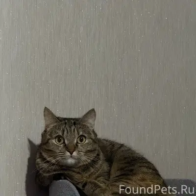 Пропала кошка, Заозёрный, 6-й микрорайон