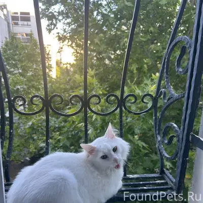 Пропал кот Шекяр, Гагаринского района