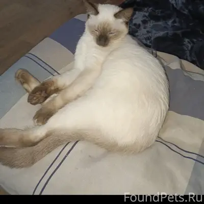 Пропала кошка