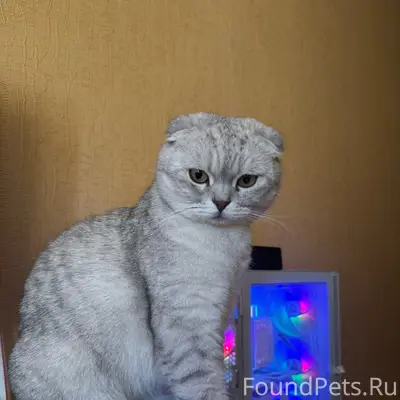Пропал кот, район Юбилейная 12