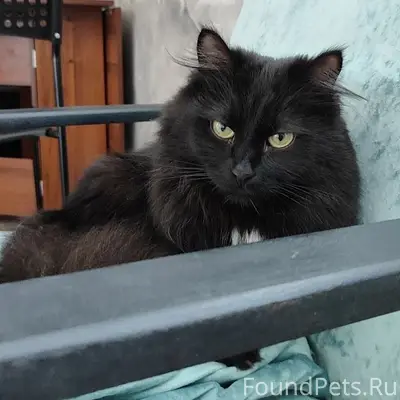 Пропал кот Кексик, улица Югорская, г. Югорск