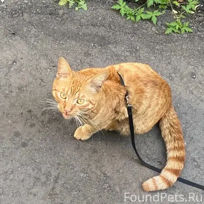 Найден кот, Химмаш