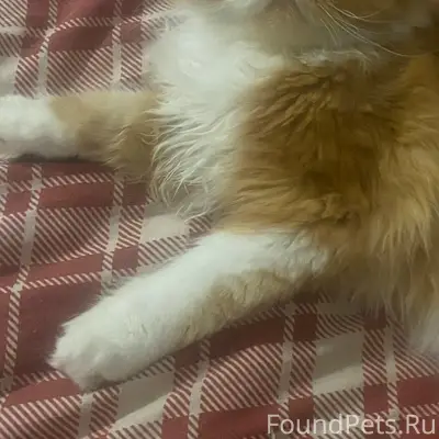 Пропал персидский кот, Ставрополь
