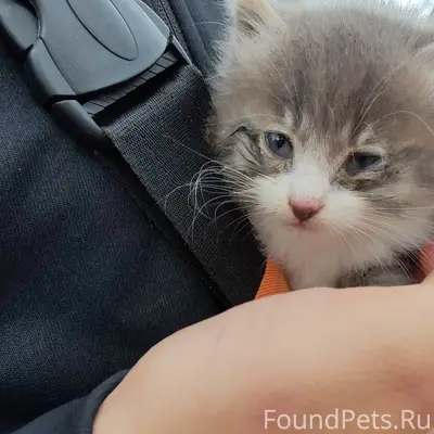 Найден котёнок, д. Саковичи
