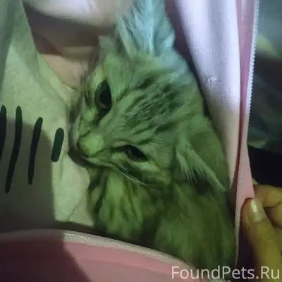 Найден котёнок, микрорайон Новый, Воронеж