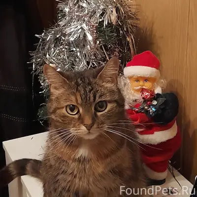 Пропала кошка Муся, улица Чапаева