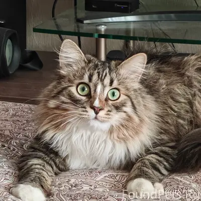 Пропал кот, район Центр
