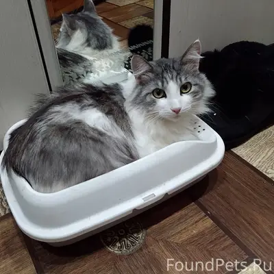 Пропал сибирский кот Тоша