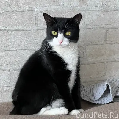 Пропала кошка Мия, сады СНТ Мичурина