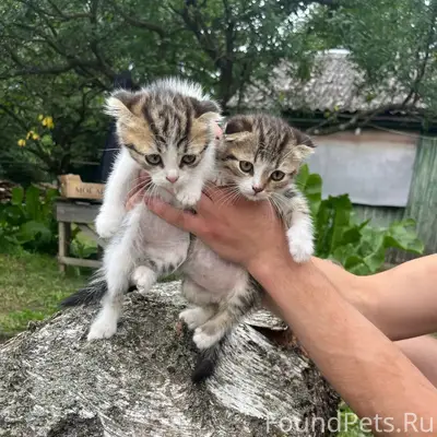 Пропали котята, Дмитровск