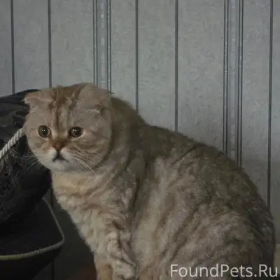 Пропал кот, Снт Метизник 2