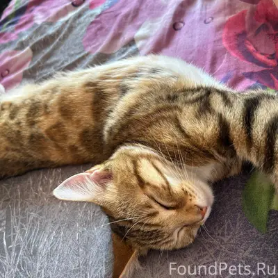 Пропала рыжая кошка Тигра, Синарский район