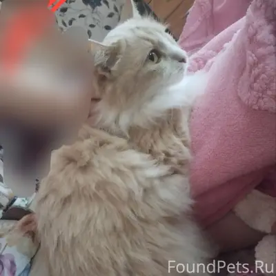 Пропал кот, может быть на Герцена