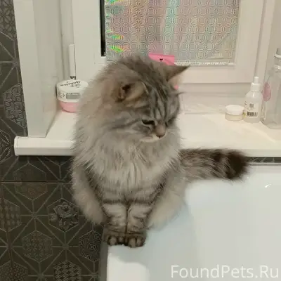 Пропал домашний кот Лелик, д. Кабицыно