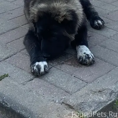Найден щенок кавказской овчарки, Пятёрка