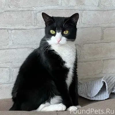 Пропала кошка Мия, сады СНТ Мичурина