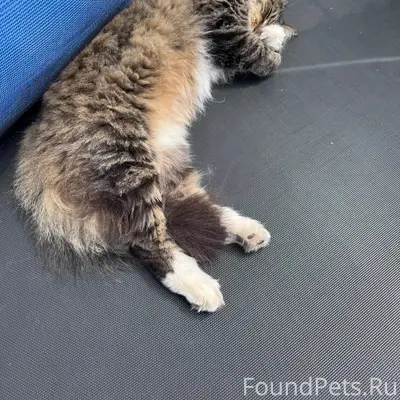 Найдена кошка, возможно домашняя