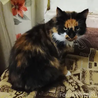 Пропала кошка Муся, Батецкий район