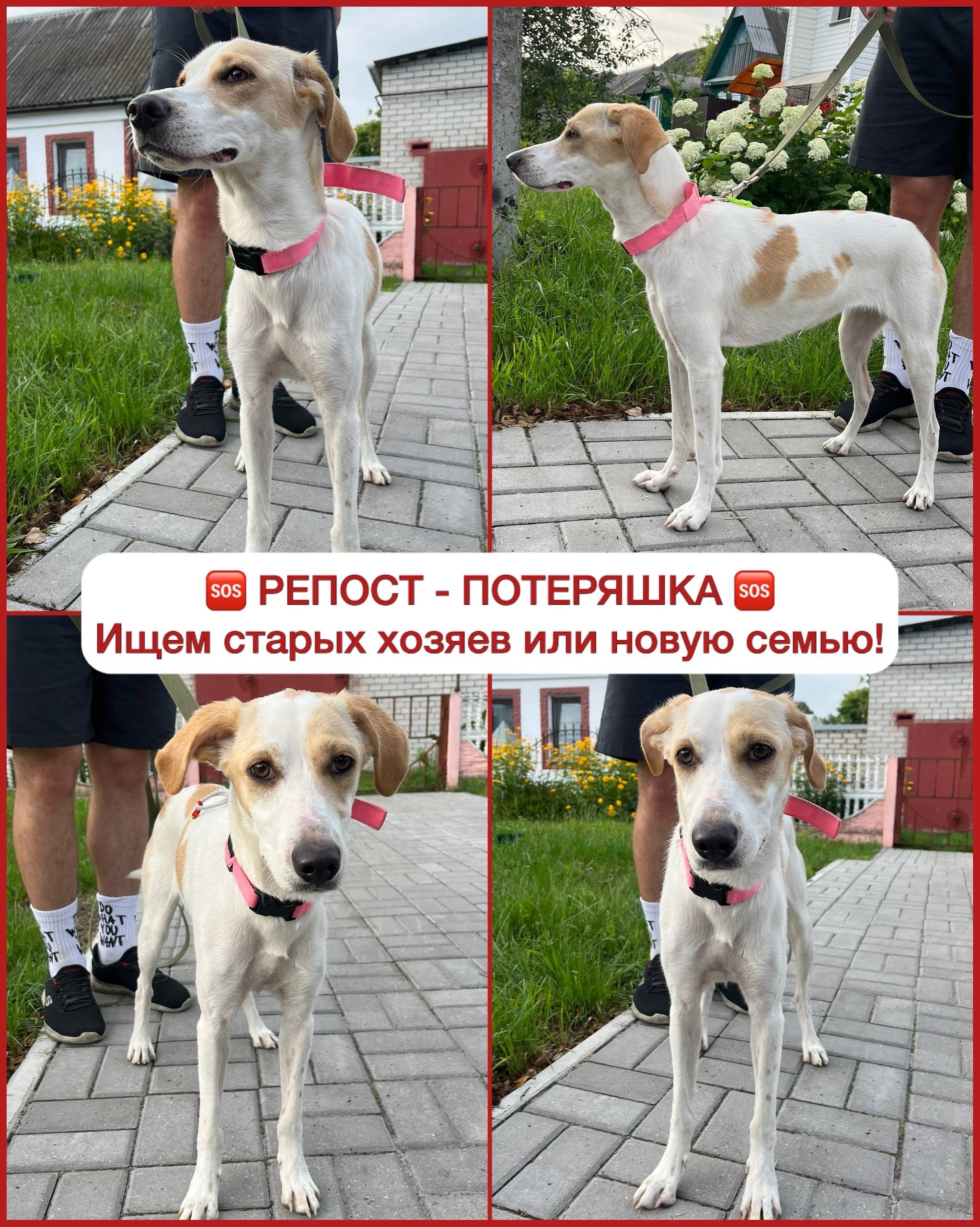 Найден щенок, Мегаполис парк