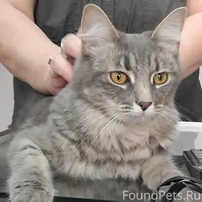 Найден домашний кот, Ленинский пр-т
