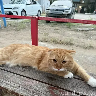 Найден домашний кот, Астрахань