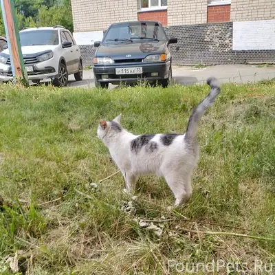 Найден кот, район ул. Воркутинская