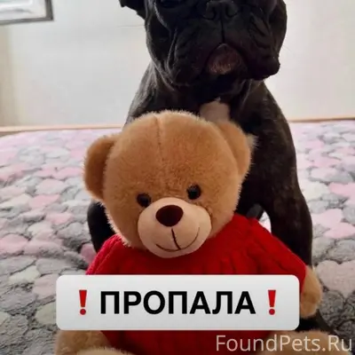 Пропала французская бульдожка, чёрный окрас, [без клички], [место не указано]