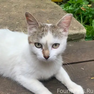 Найдена кошка Беляша, село