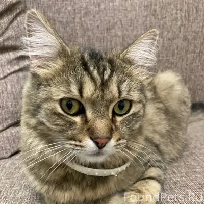 Найдена кошка с белым ошейником пер.Днепровский