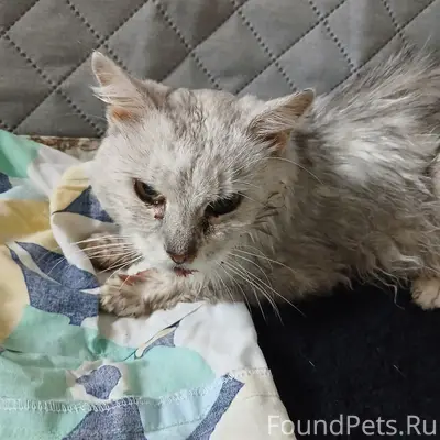 Найден кот, Юговосточный район