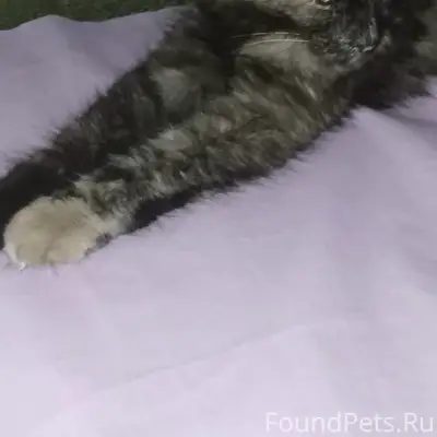 Найден котёнок, похожа на мейн-куна, ласковая