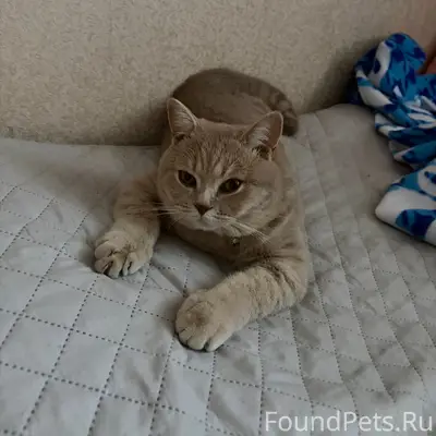 Пропал кот Степан, Советская улица