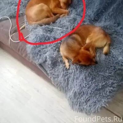 Пропал пёс Тайсан, Черногорск