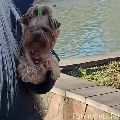 Пропала девочка йоркширский терьер Эшли, район Центрум