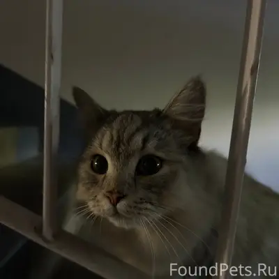 Найдена кошка, Бабушкина 16