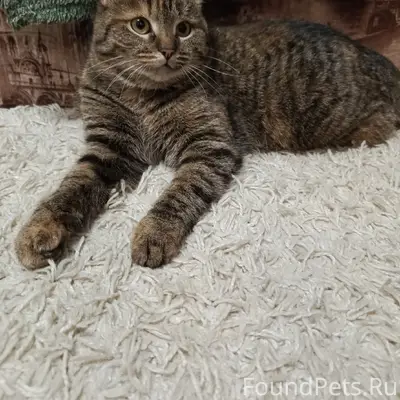 Пропала кошка Маша, около дома Ленина 6