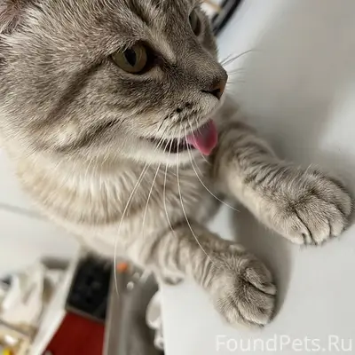 Пропал кот