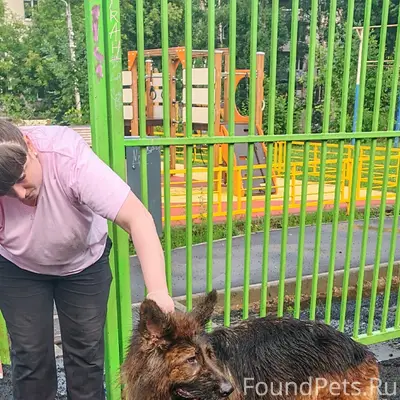 Найденна немецкая овчарка, улица Космонавтов