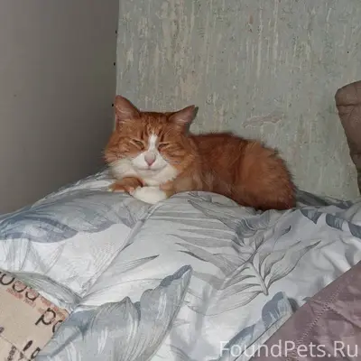 Найден кот, пос. Переборы