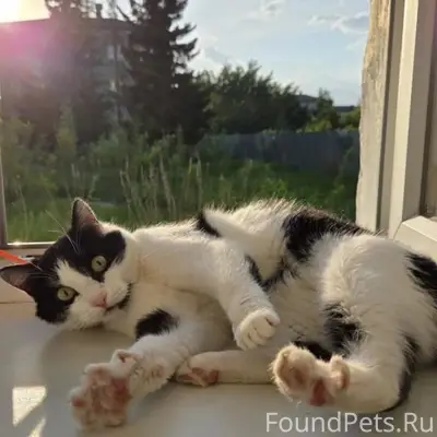 Пропал кот Лайк