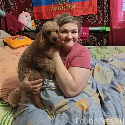 Пропала пудель Арсель, улица Карева, Барнаул