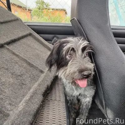 Найден пёс, деревня Красное Боровского района