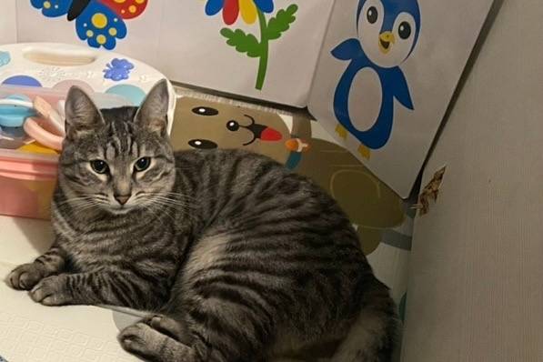 Пропал кот, Заволжский район