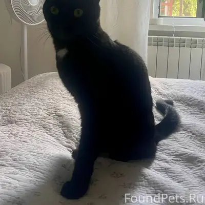 Найдена кошка, Приокский район