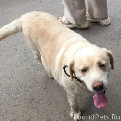 Найден лабрадор-ретривер, Володарский рынок